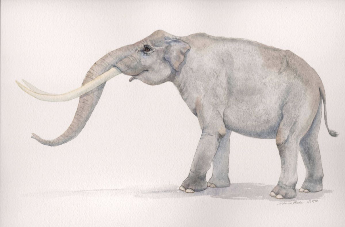 Stegodon jantan dari spesies trigonocephalus